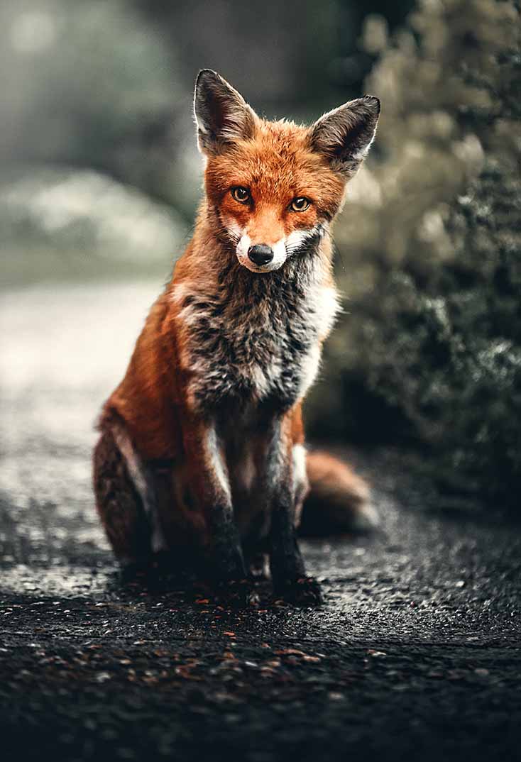 Decorative image: A sitting fox that looks into the camera.