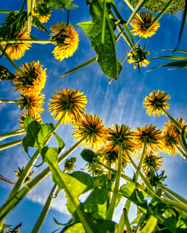 A photo of Dandelions stretching towards the sun, seen from below.